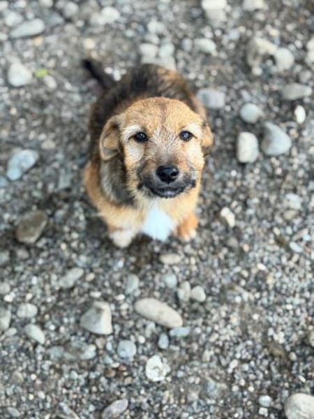 💕Chipsy💕 sucht ihre eigene Familie 🐾