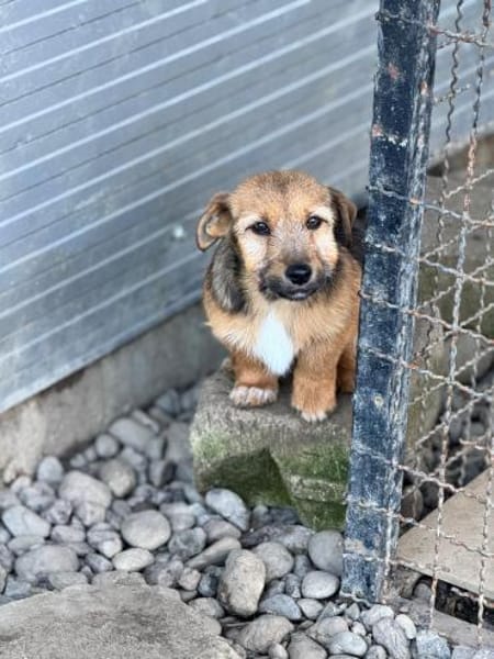 💕Chipsy💕 sucht ihre eigene Familie 🐾