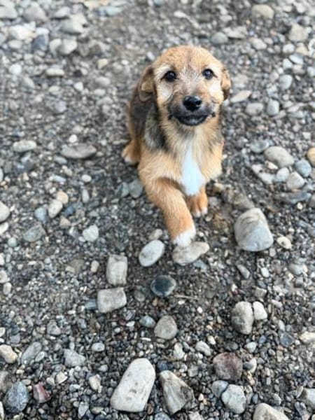 💕Chipsy💕 sucht ihre eigene Familie 🐾