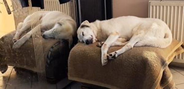 Snowflake eine sanfte Seele