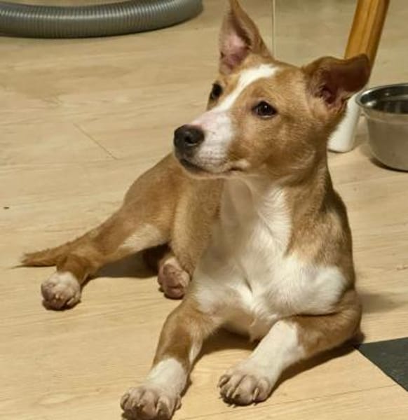 LEILA 🧡🧡🧡 schönes Plätzchen gesucht