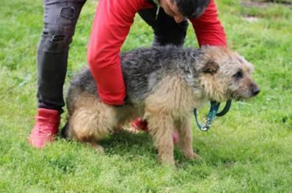 Yolanda - verschmust u. sehr zutraulich