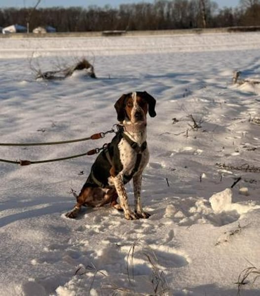 Beetlejuice Posavski Gonic Mix Rüde