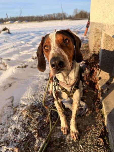 Beetlejuice Posavski Gonic Mix Rüde