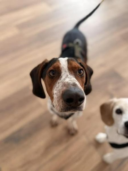 Beetlejuice Posavski Gonic Mix Rüde