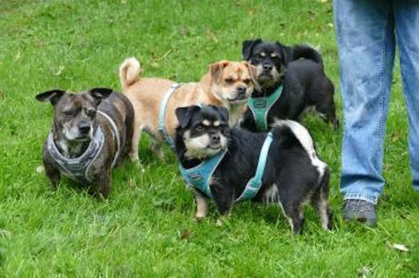 Fritz sucht ein neues Zuhause