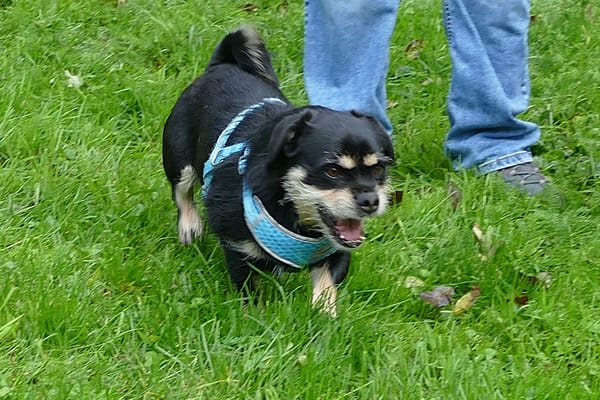 Fritz sucht ein neues Zuhause