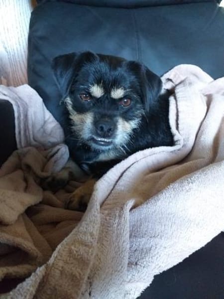 Fritz sucht ein neues Zuhause