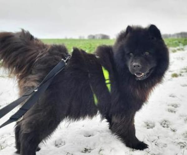 Teddy - ist ein Gartenfan