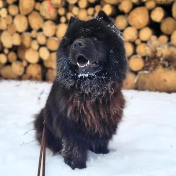 Teddy - ist ein Gartenfan