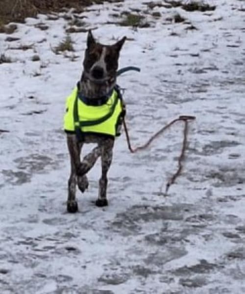 Verschmuste Suki wartet in München