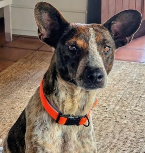 Verschmuste Suki wartet in München