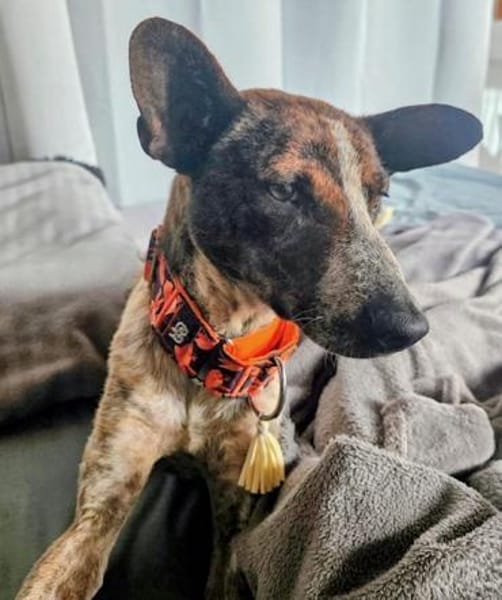 Verschmuste Suki wartet in München