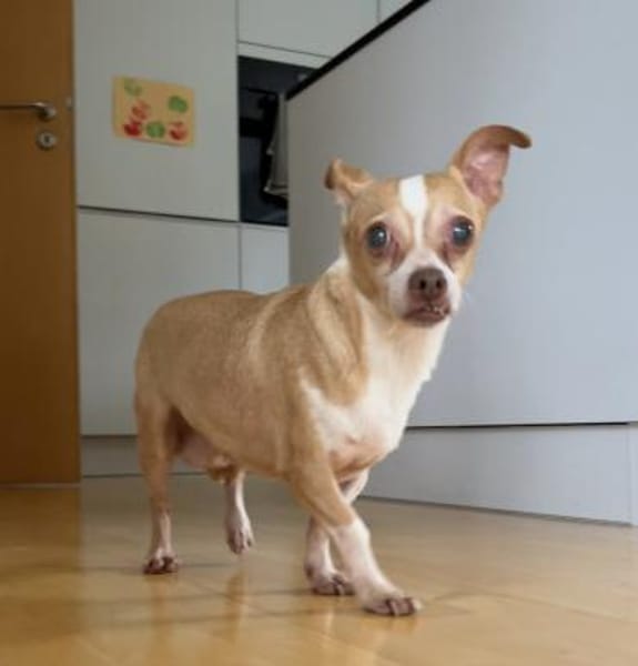 Candy°  in 86529 Schrobenhausen