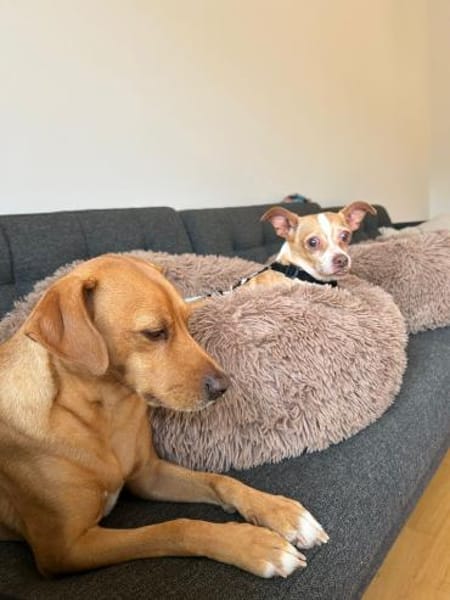 Candy°  in 86529 Schrobenhausen