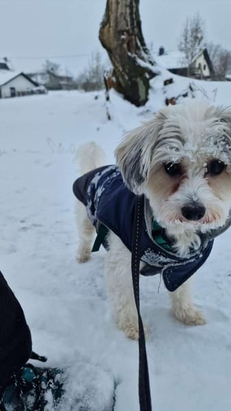 ELSIE - aufgeschlossen und agil