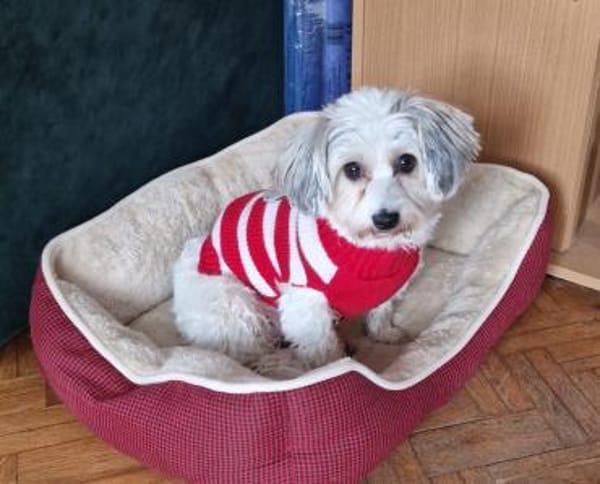 ELSIE - aufgeschlossen und agil