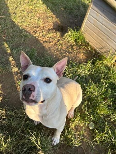 TSUNAMI - starke Seele mit viel Liebe