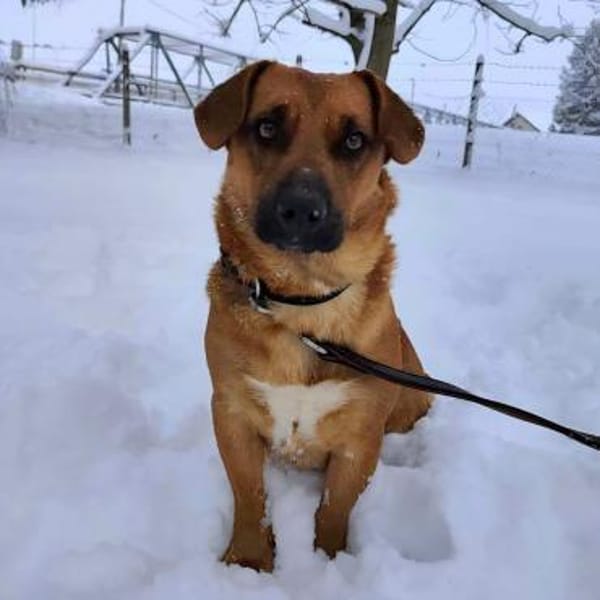 Dunna eine freundliche kleine Hündin