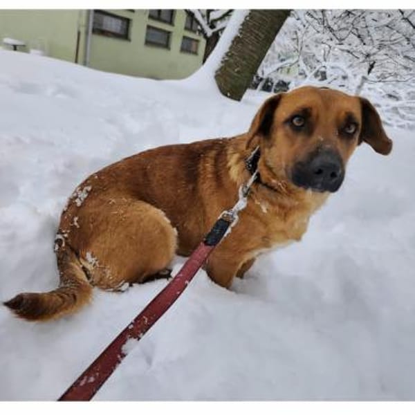 Dunna eine freundliche kleine Hündin