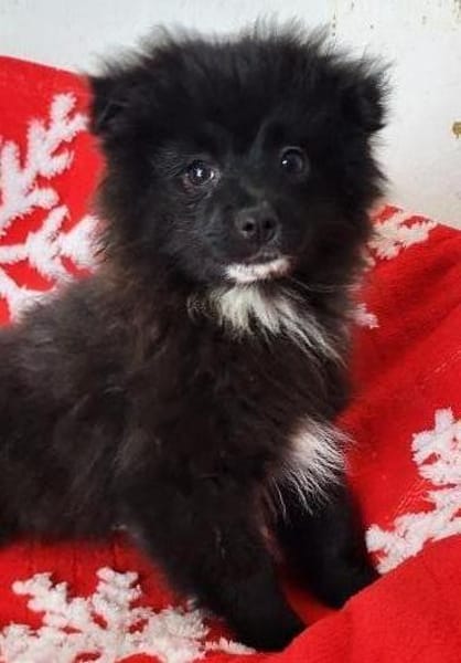 Spike° 33142 Büren