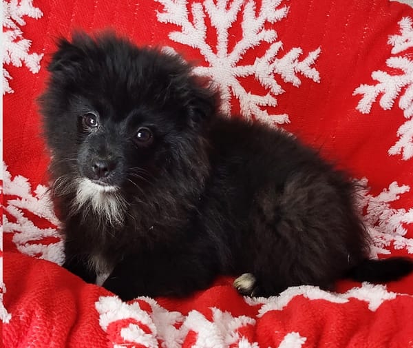 Spike° 33142 Büren