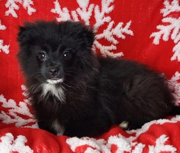 Spike° 33142 Büren