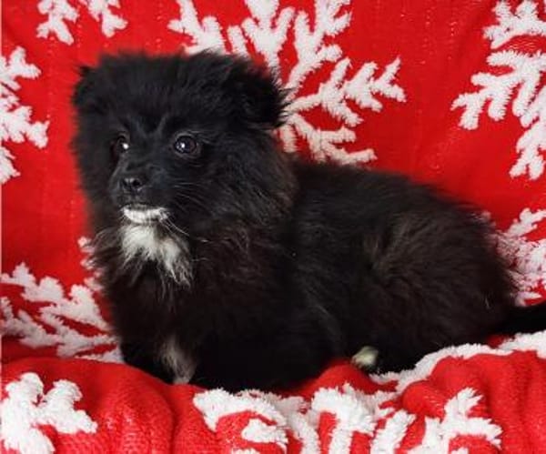 Spike° 33142 Büren