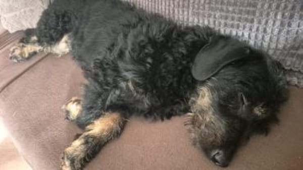 Bernysucht eine liebe Familie