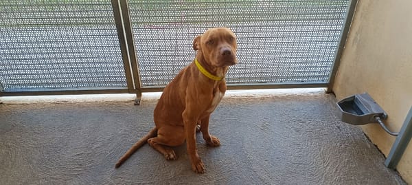 Roucky ( En cours d'adoption )