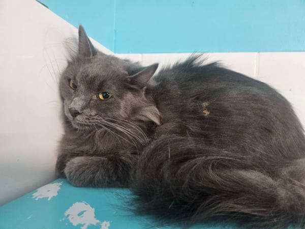 Oliver ( En cours d'adoption)