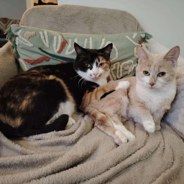 GUIMAUVE et NOUGATINE