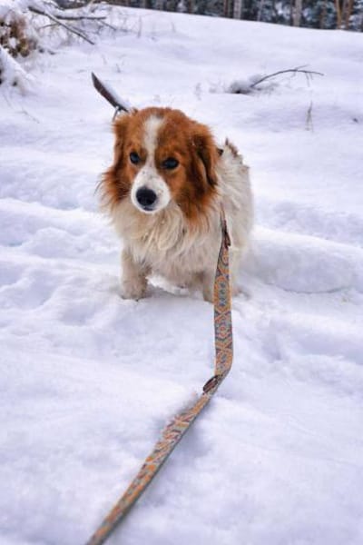 Kiano - wuscheliger, lieber Hund