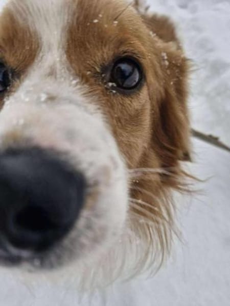 Kiano - wuscheliger, lieber Hund