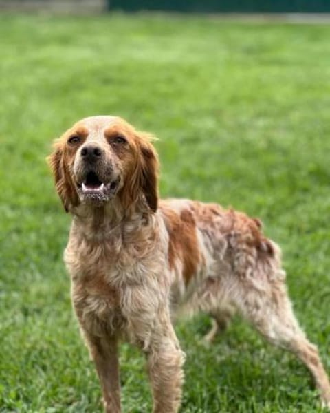 🐾 Lucy sucht ihr Zuhause ♥