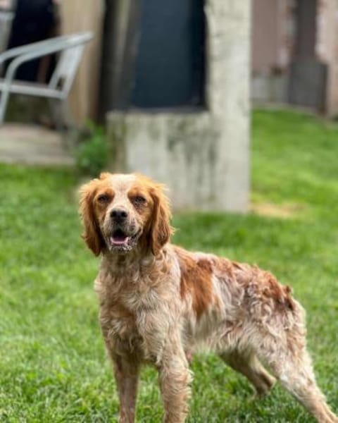 🐾 Lucy sucht ihr Zuhause ♥