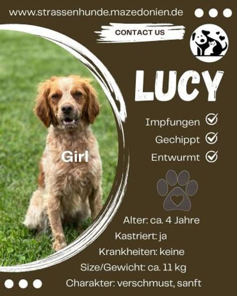 🐾 Lucy sucht ihr Zuhause ♥