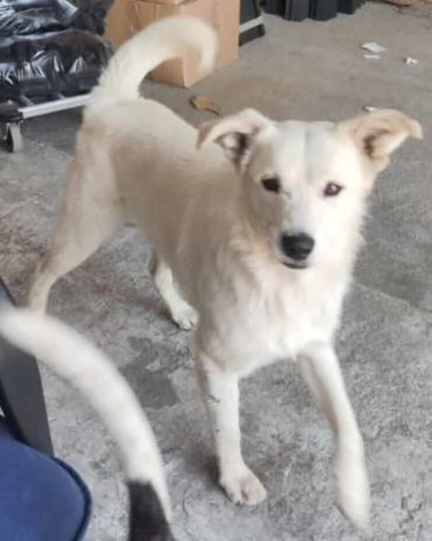 Snow sucht ein liebevolles Zuhause