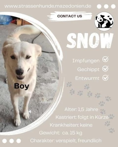 Snow sucht ein liebevolles Zuhause