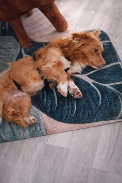 Adam - zarte, liebevolle seele