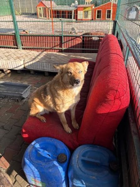 Mavi sucht ein Zuhause oder Pflegestelle