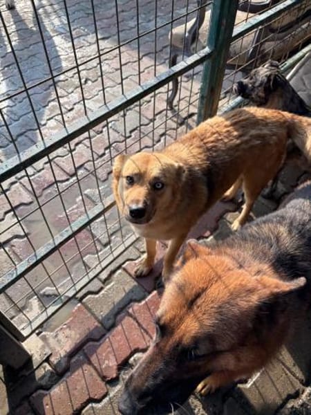 Mavi sucht ein Zuhause oder Pflegestelle