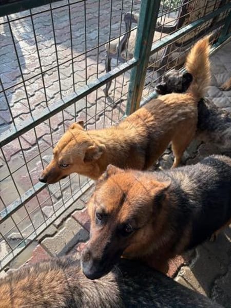 Mavi sucht ein Zuhause oder Pflegestelle