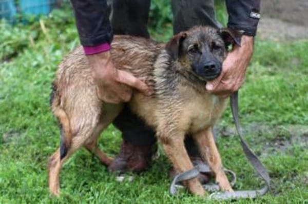 Chia - kinderlieb u. zutraulich