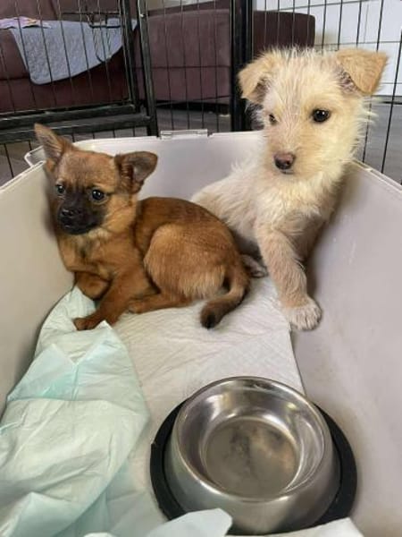 Viggo - möchte die Welt kennenlernen