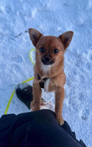 Vega - eine kleine flauschige Fellnase