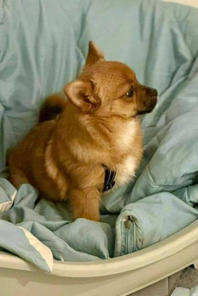 Vega - eine kleine flauschige Fellnase