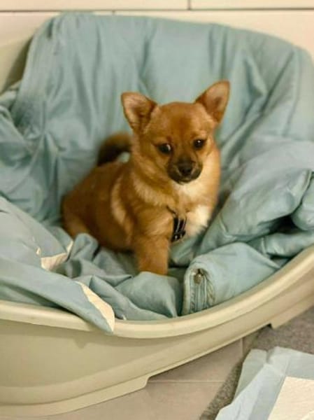 Vega - eine kleine flauschige Fellnase