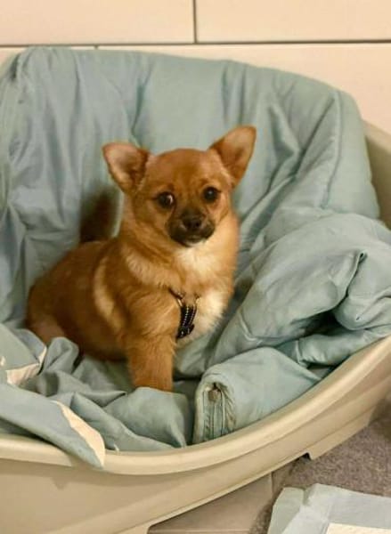 Vega - eine kleine flauschige Fellnase