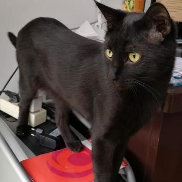 Kater Jack sucht dringend ein Zuhause